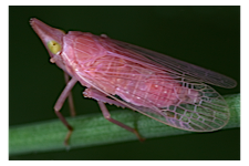 FLOW planthopper fulgoroidea fulgoromorpha insect